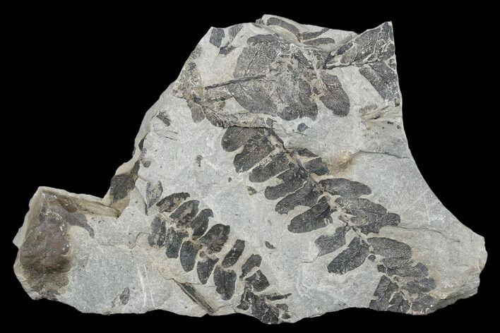Pennsylvanian Fossil Fern (Neuropteris) Plate - Kentucky #176759